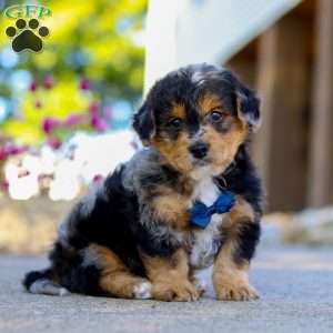 Bam Bam, Yorkie Poo Puppy